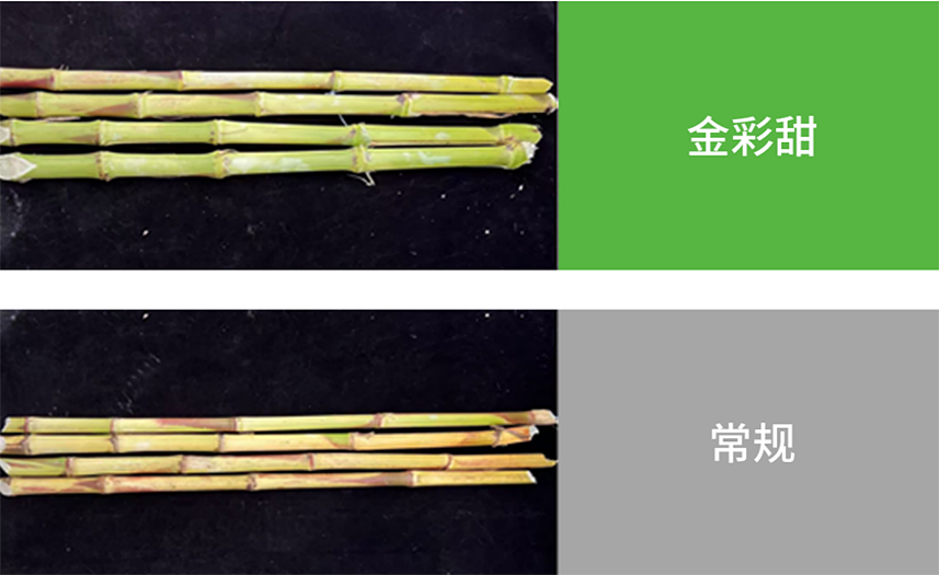 太阳集团城8722(Macau)股份有限公司-Official website