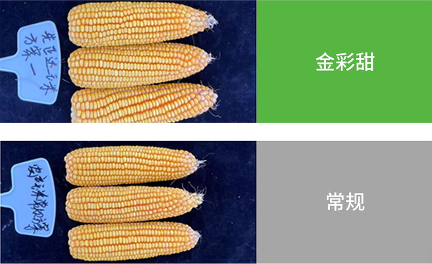太阳集团城8722(Macau)股份有限公司-Official website